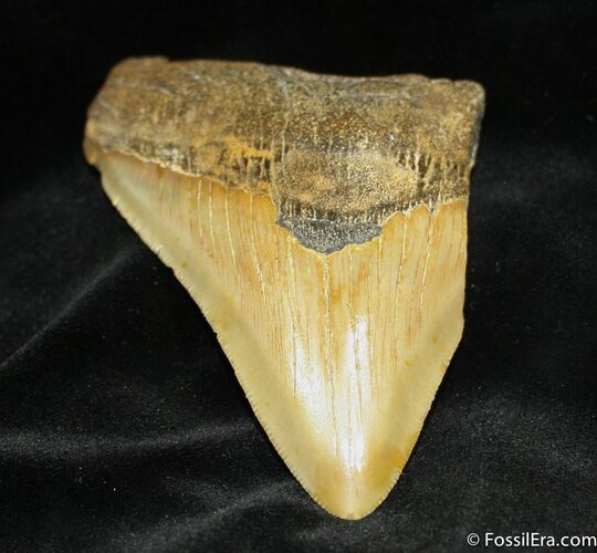 Bargain Megalodon Tooth #948